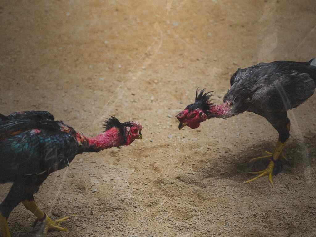 สถานทูตฟิลิปปินส์ในฝรั่งเศสเตือน ชนไก่-พนันผิดกฎหมาย โทษจำคุก 3 ปี ปรับ 4.5 หมื่นยูโร